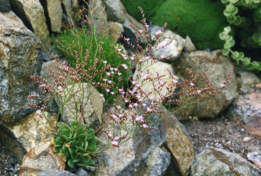 Limonium bellidifolium en fleurs dans une prairie saline ensoleillée